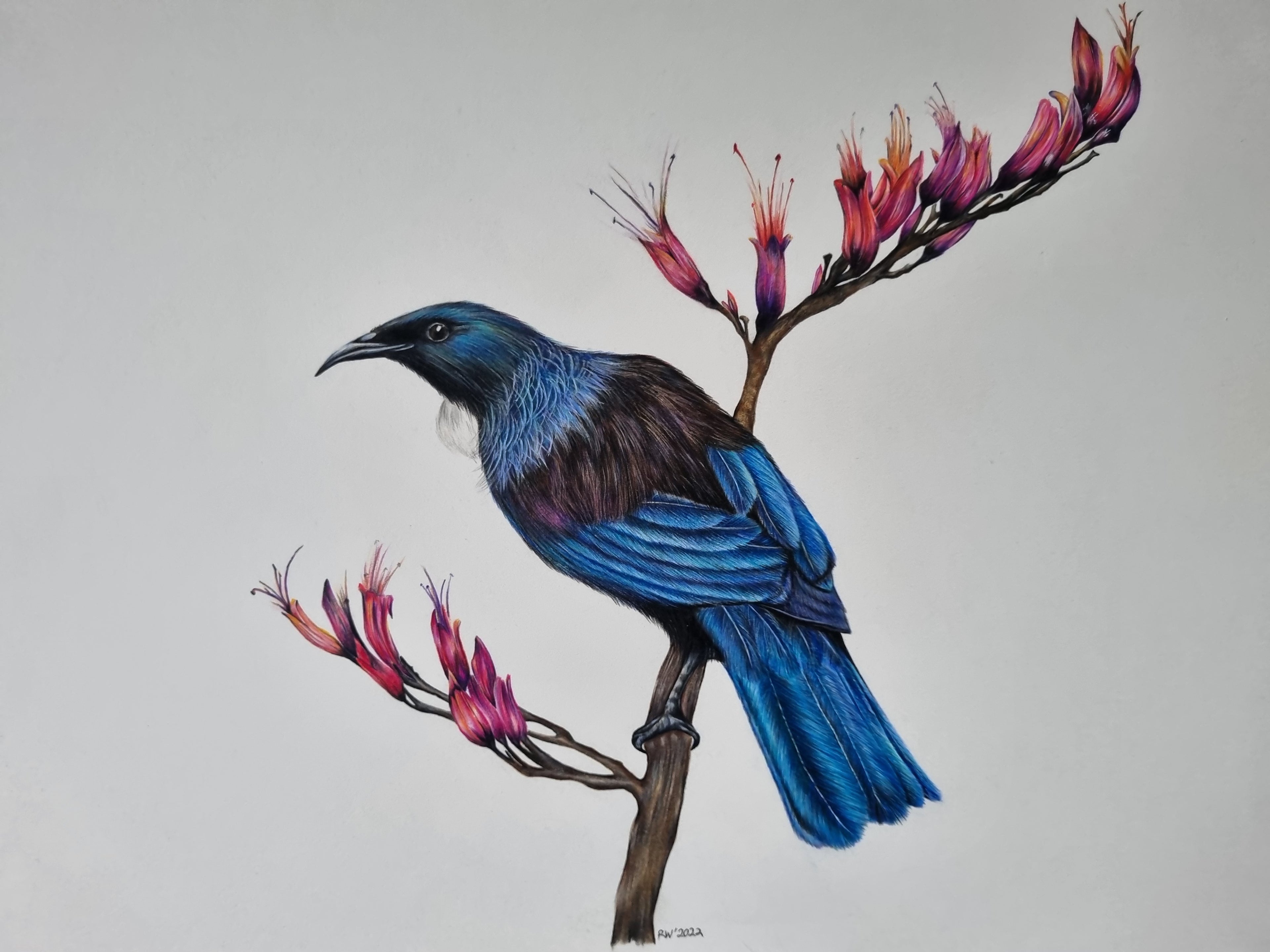 Tui in the Harakeke- A4 Limited Edition Print