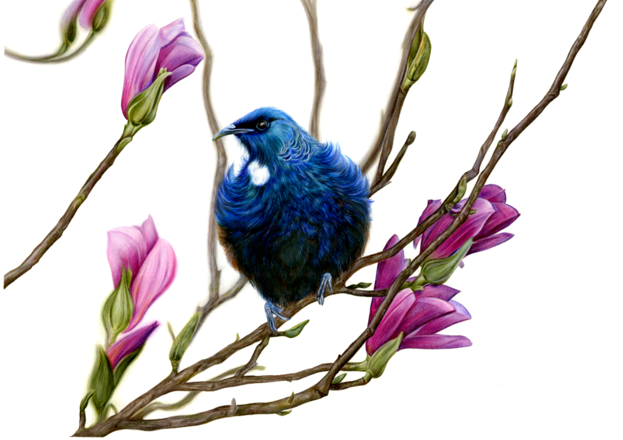 Tui on the Magnolia A3 Limited Edition Print