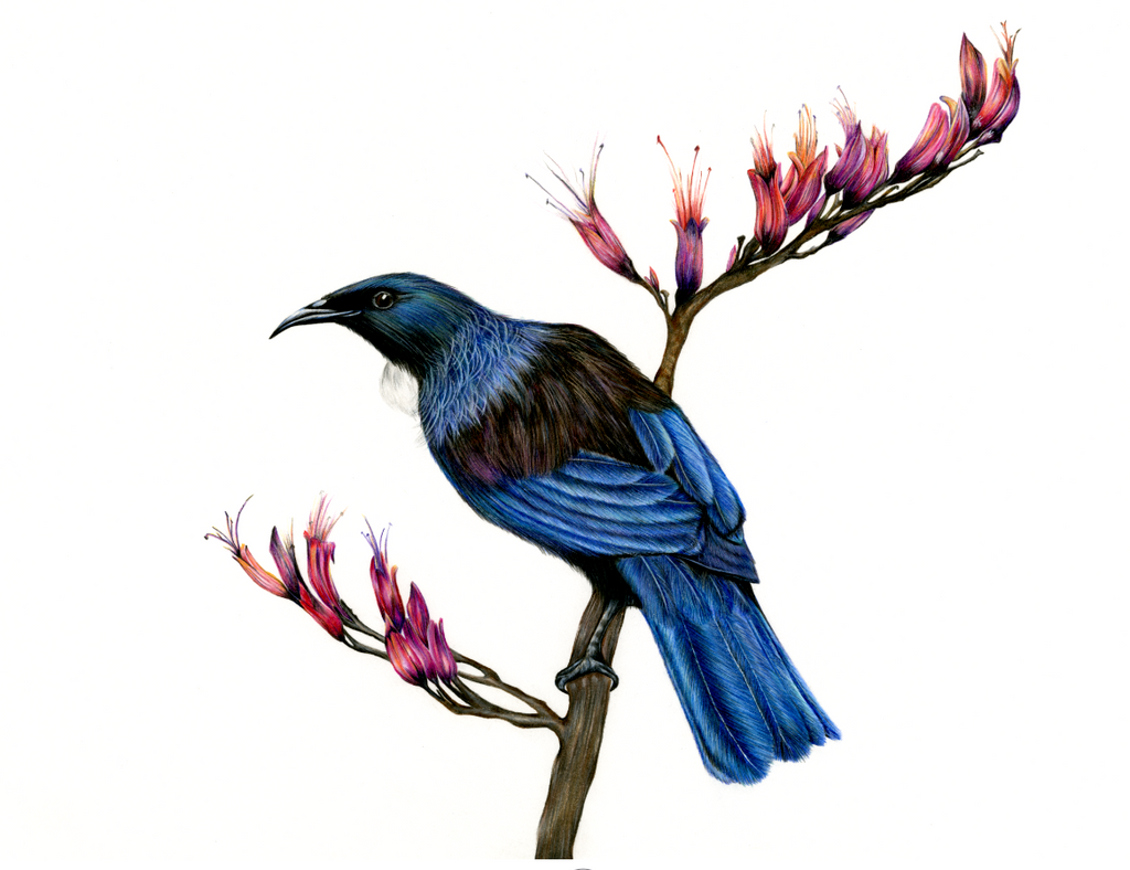 Tui in the Harakeke- Limited Edition Print