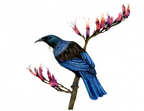 Tui in the Harakeke- Limited Edition Print