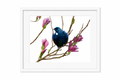 Tui in the Magnolia Limited Edition Print